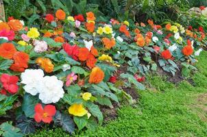 begonia fiore giardino foto