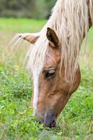 avvicinamento viso di il cavallo foto