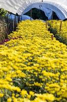 dentro serra di giallo crisantemo fiori aziende agricole foto