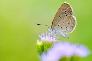 vicino su piccolo Marrone farfalla minuscolo erba blu foto