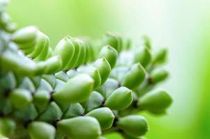 verde impianti per sfondo foto