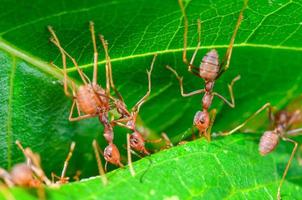 lavoro di squadra di tessitore formica foto