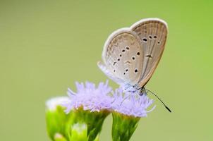 vicino su piccolo Marrone farfalla minuscolo erba blu foto