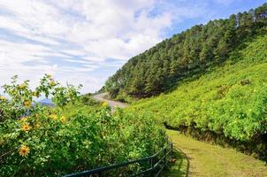 panoramico natura doi mae uk montagna foto