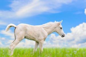 bianca cavallo puledro nel erba su cielo sfondo foto