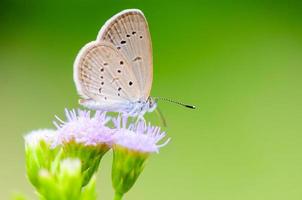 vicino su piccolo Marrone farfalla minuscolo erba blu foto