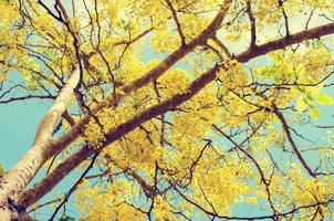 giallo fiori su albero nel Vintage ▾ stile foto