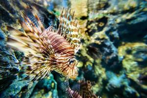 pesce leone o pterois miglia foto