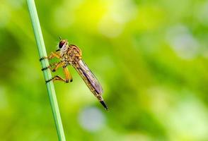 rapinatore volare - famiglia Asilidae foto