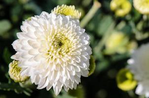 bianca crisantemo morifoglio fiori nel giardino foto