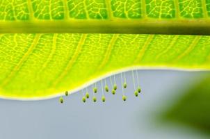 uova di verde lacewing foto