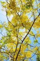 giallo fiori su albero di spurgo Cassia o ratchaphruek foto
