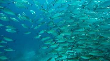 gruppo di pesce o scuola di pesce a il oceano nuoto nel gruppo su blu sfondo foto