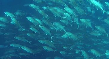 gruppo di pesce o scuola di pesce a il oceano nuoto nel gruppo su blu sfondo foto