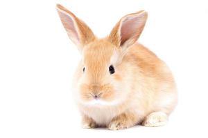 testa di un' Zenzero coniglio su un' bianca sfondo. decorativo lepre. Pasqua concetto. foto
