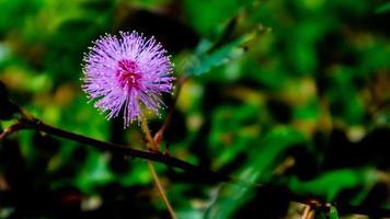 bellissimo rosa fiori nel il verde erba foto