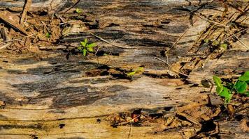 vecchio legna struttura come un' sfondo foto