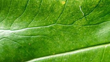 verde le foglie struttura come sfondo foto