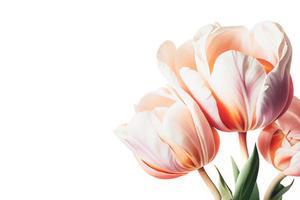 mazzo di fresco, colorato tulipano fiori isolato su bianca con copia spazio. ideale per progetti. foto