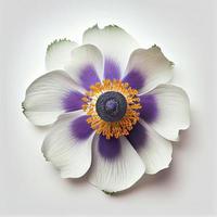 superiore Visualizza di anemone fiore su un' bianca sfondo, Perfetto per che rappresentano il tema di San Valentino giorno. foto