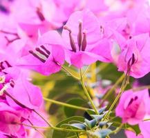 macro immagine di bougainville fiori nel Tailandia foto