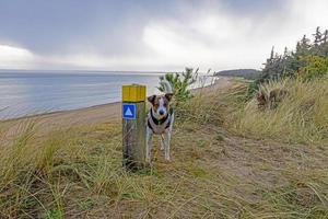 immagine di un' cane su un' prato durante il giorno foto