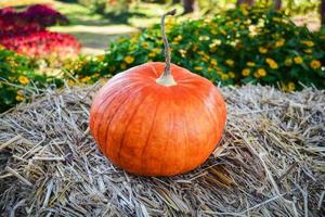 raccogliere zucca su biologico verdura giardino agricoltura azienda agricola foto