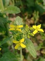 mostarda fiore e pianta foto