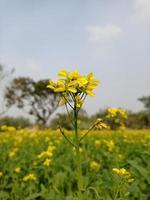 mostarda fiore e pianta foto