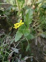 mostarda fiore e pianta foto