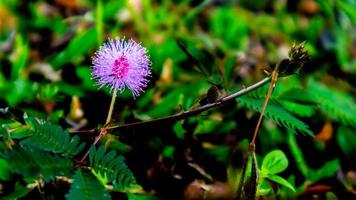 bellissimo rosa fiori nel il verde erba foto