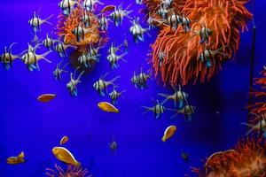 acquario con Pesci e scogliera foto