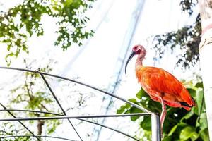 scarlatto ibis o eudocimus ruber è nazionale uccello di trinidad e tobago foto