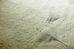 grigio Stingray nuoto su sabbia parte inferiore foto