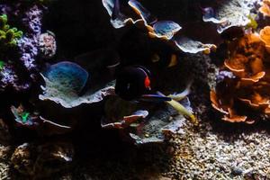 poco colorato pesce, luminosa corallo scogliera nel acquario. subacqueo vita. foto