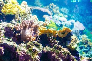 foto di un' corallo colonia,
