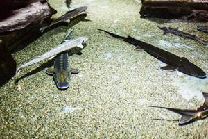 un' poco ragazza è guardare Pesci nel un' enorme acquario foto