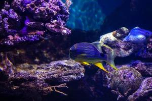 diverso tropicale pesce sotto acqua foto