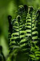 verde fiddlehead felce foto