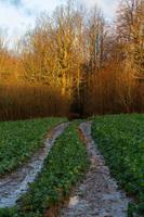 naturale autunno paesaggi nel Lettonia foto