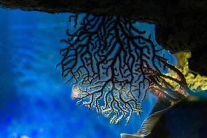 diverso tropicale pesce sotto acqua foto