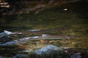 piccolo foresta fiume con pietre foto