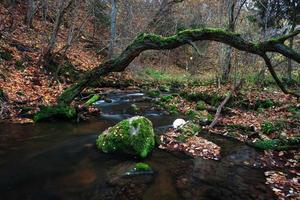 piccolo foresta fiume foto