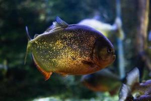 diverso tropicale pesce sotto acqua foto