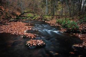 piccolo foresta fiume con pietre foto