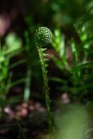 verde fiddlehead felce foto