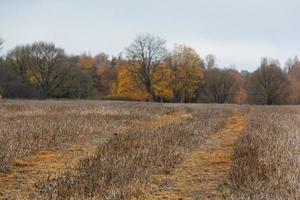 naturale autunno paesaggi nel Lettonia foto