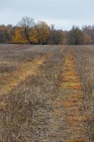 naturale autunno paesaggi nel Lettonia foto