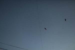 uccelli volare tra fili. uccelli nel cielo. volo particolari. cielo nel sera. foto