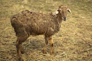 pecora con lana vergine. un animale su un' azienda agricola. pecora avvicinamento. foto